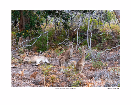 Item #24600310660482288606297797528155087939323639147399647196853483708410492878849 Media