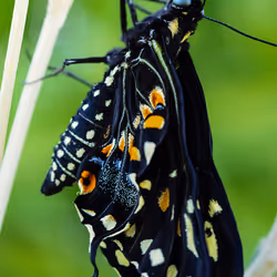 105090597216655980557633683149084672751347825439893935605656298012223771508737