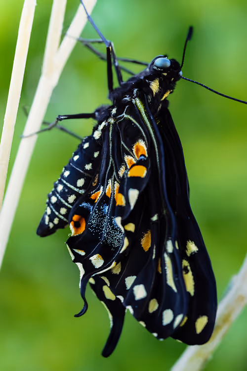 Item #105090597216655980557633683149084672751347825439893935605656298012223771508737 Media