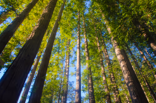 Item #92971587401879212914465603849674525645265351012255145539777938559725209649153 Media