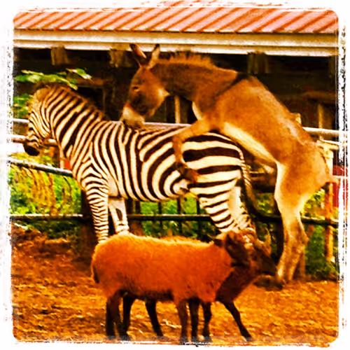 rizu8 Collection - old