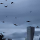 The ascendence of birds