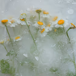 80829721372825377784010953381890255518558028243098186913878117647599827681281