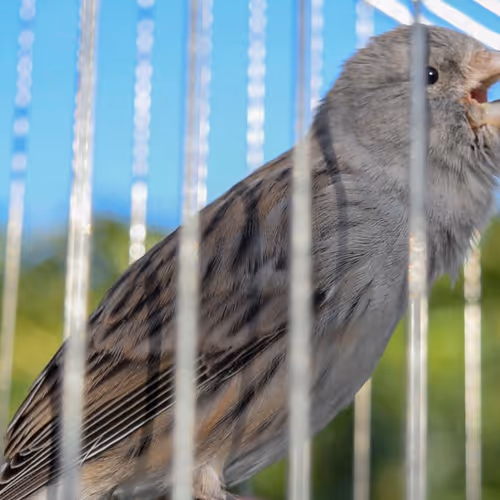 29357035740362283304193054454536633820304787893462387818966021841595253391361