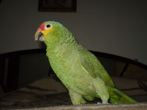 Item #43701703162984162385870680974501614991506660065028708946819052705991482146817 Media