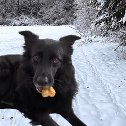 Moggi the happy dog #1-3