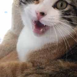 Roar