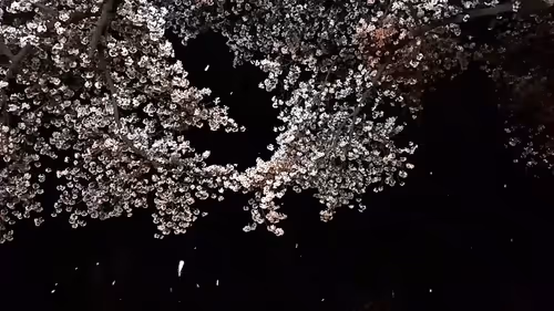 Item #115338729222800520070386886369929169666551686229421791026138919798522001752065 Media