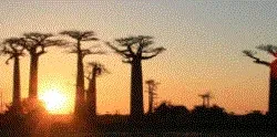 Baobab sunset