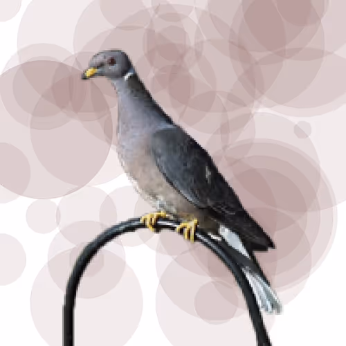 Item #44224140947385297080294490486331546758837636797201957936873602956018703138817 Media