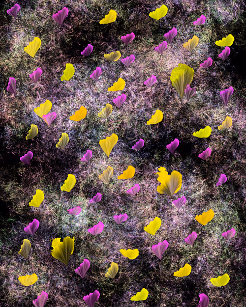 Item #67428853302242778530511456259079558737499986186560837533912873227125834907649 Media