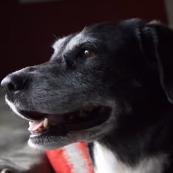 Dog #1