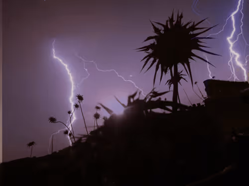 Item #22406925699336405094157924791817172844511801564121536845561311027154571493386 Media