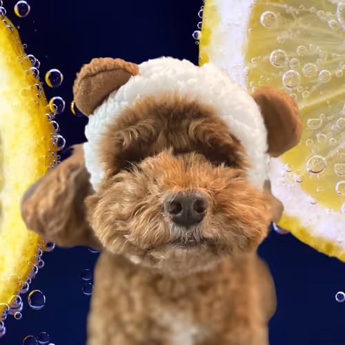 Item #50435629414903080732398685353811858649064922584428316907703266727841285275649 Media