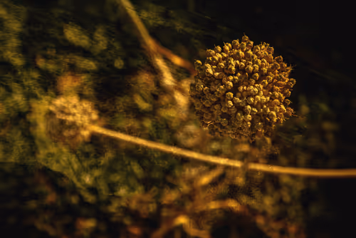 Item #1448819722811812157553440872911488319417736624981688873626406797976788795393 Media