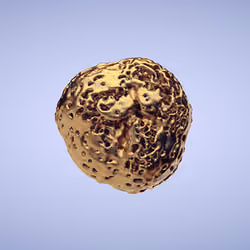Golden Nugget (0.5 BTC)