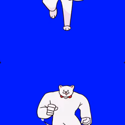 Cat 5