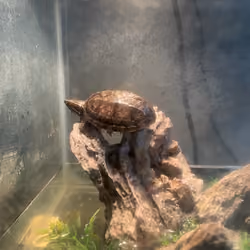 Basking Survivor