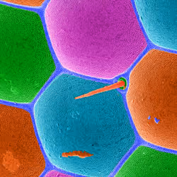 Beauty is in the Eye of the Fly (Red)