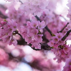 Cherry Blossoms