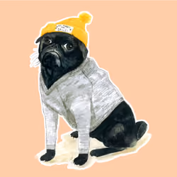 Pugnacious Pug