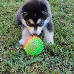 Malamutes Explore the World