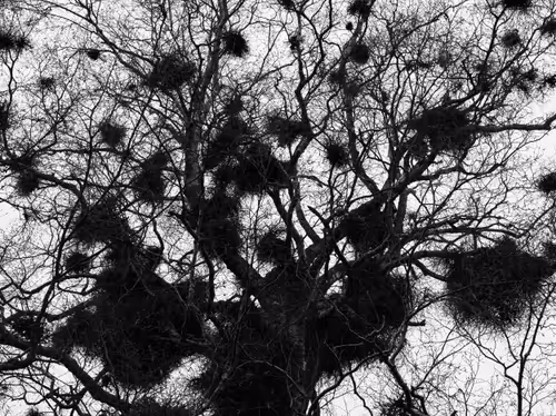 Item #81425468840217938130335513187731669853655760223415782332089084420650700898305 Media