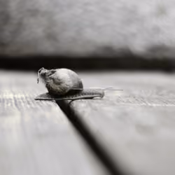 Snail goes on an adventure