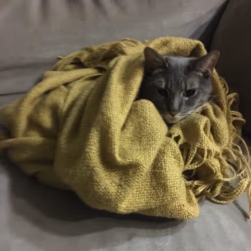 Item #10781353096957390021027919891937494672802500621431644676040997056063899435009 Media