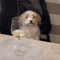 Hunde Dame mit Wein