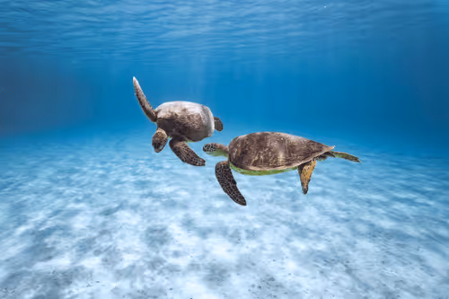 Item #99926930229538675438917090631619995362212113699001151744757174491418990739556 Media