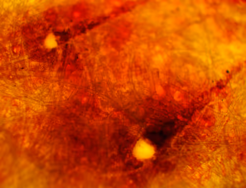 Item #71646257518770613568983710813551014237803002136866425209291834356147563790337 Media