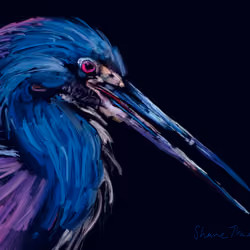 Tricolored Heron (2020)