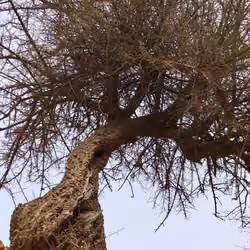 Big like tree
