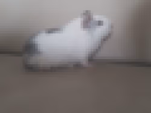 Item #985862019696196531975289967624623321503773359742228644822309237176731172964 Media