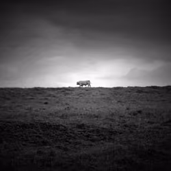The lone bull