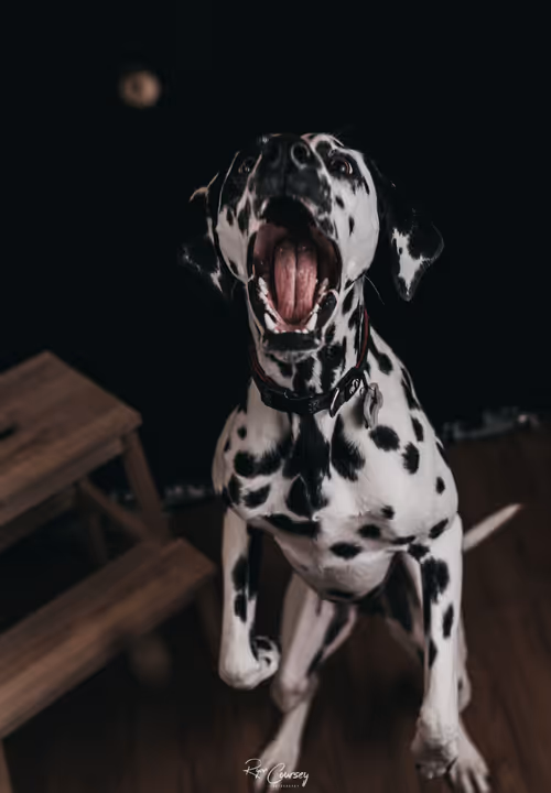 Item #87414682025478558117569594122165349452112546161934233951383420723753501327361 Media