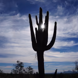 Great Saguaro