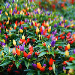 Minecraft Chilli