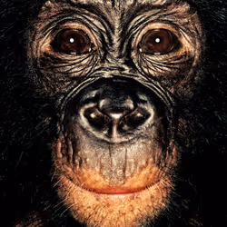 109162157552346088047496633038404394118504199992061596446112929760161315160065