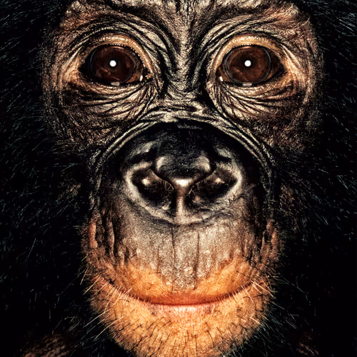 109162157552346088047496633038404394118504199992061596446112929760161315160065