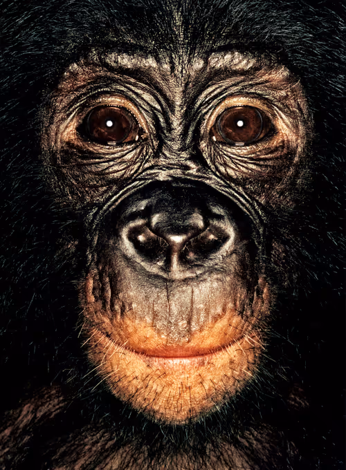 Item #109162157552346088047496633038404394118504199992061596446112929760161315160065 Media