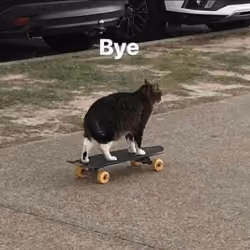 Meme talk cat