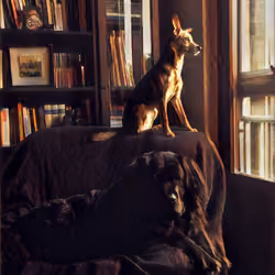 loving dogs
