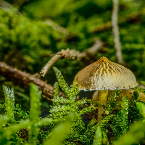 Realfungi