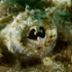 Eye of the Devil Scorpionfish 