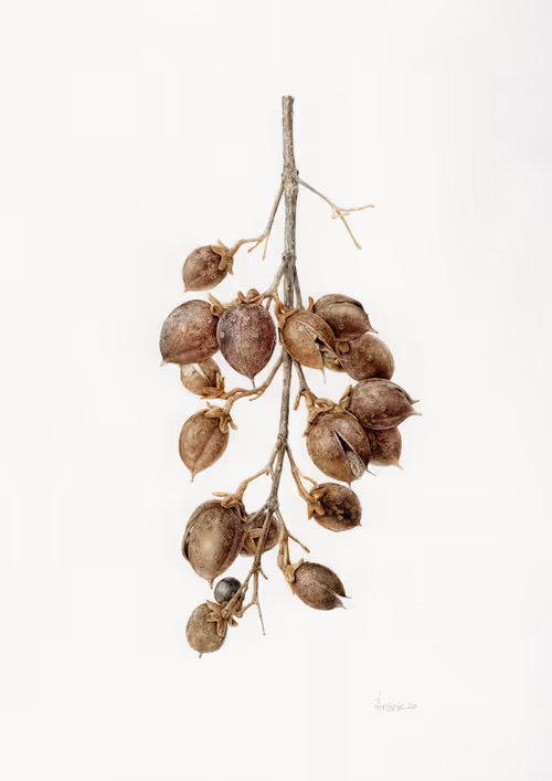 Item #113489034304621262780688231826605953110850630037048369512317058359073546698757 Media