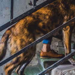 5 legs
