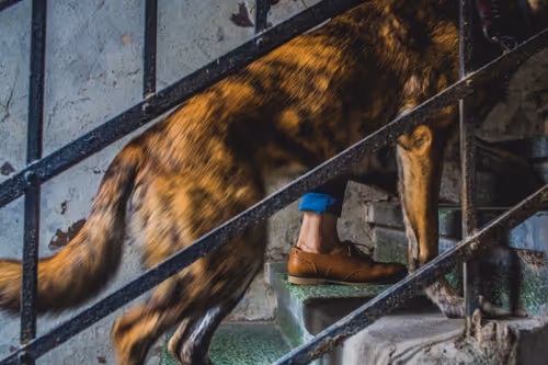 Item #96722404509651341404320943971918278257484839250108932769859130407246182219777 Media