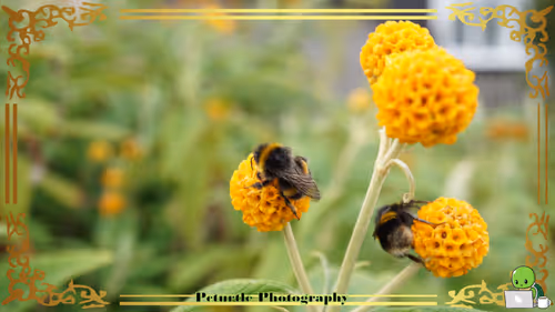 Item #63688176006920298669738405398310368792609774011425620877012057974759890092033 Media